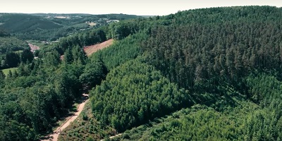 Forêt