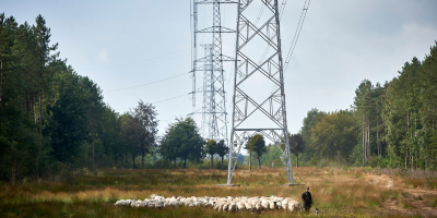 flock of sheep with shepherd under electric pylon